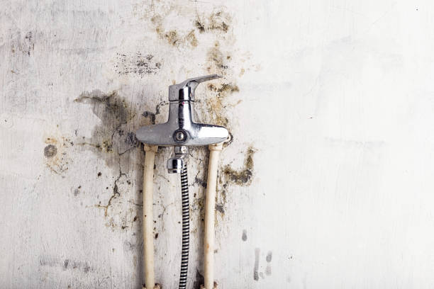 Best Emergency Mold Remediation in Aust, IN